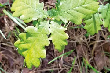 Gestione delle risorse genetiche forestali: un corso di formazione in Piemonte