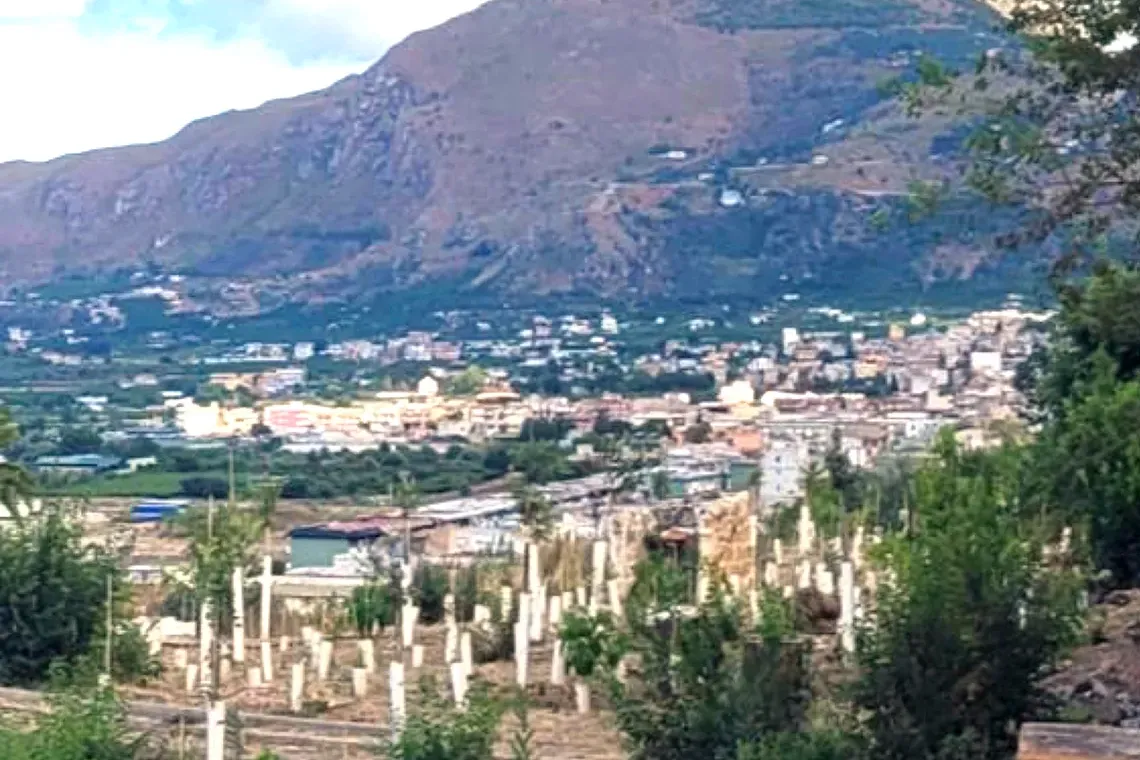 Piantare alberi oggi: una necessità, una scienza, una responsabilità. Workshop nazionale a Palermo