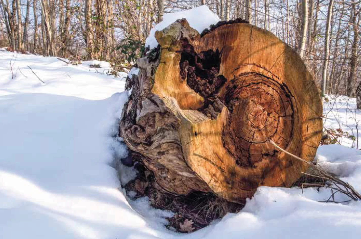 art1 Biodiversita e pianificazione forestale Foto1