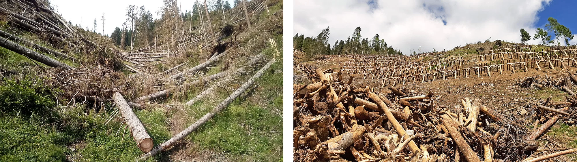 art4 01 02 La funzione protettiva degli schianti Predazzo Monte Mulat