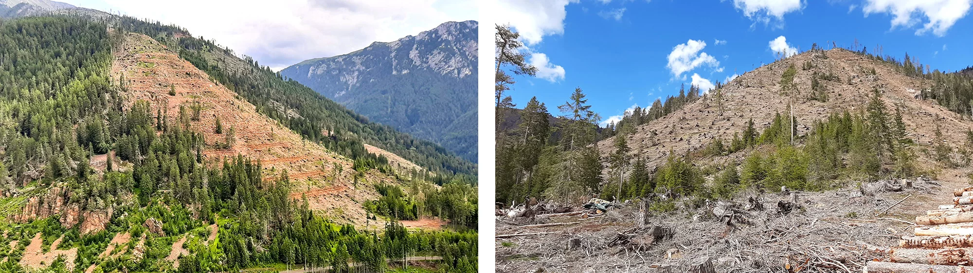 art4 03 04 La funzione protettiva degli schianti Ville di Fiemme Monte Prestavel