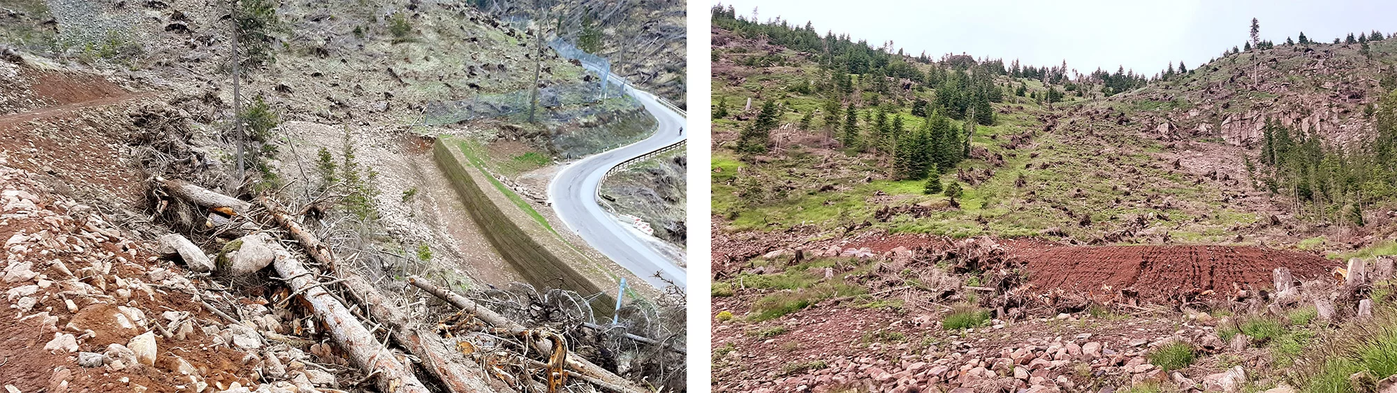 art4 05 06 La funzione protettiva degli schianti Ville di Fiemme Monte Prestavel