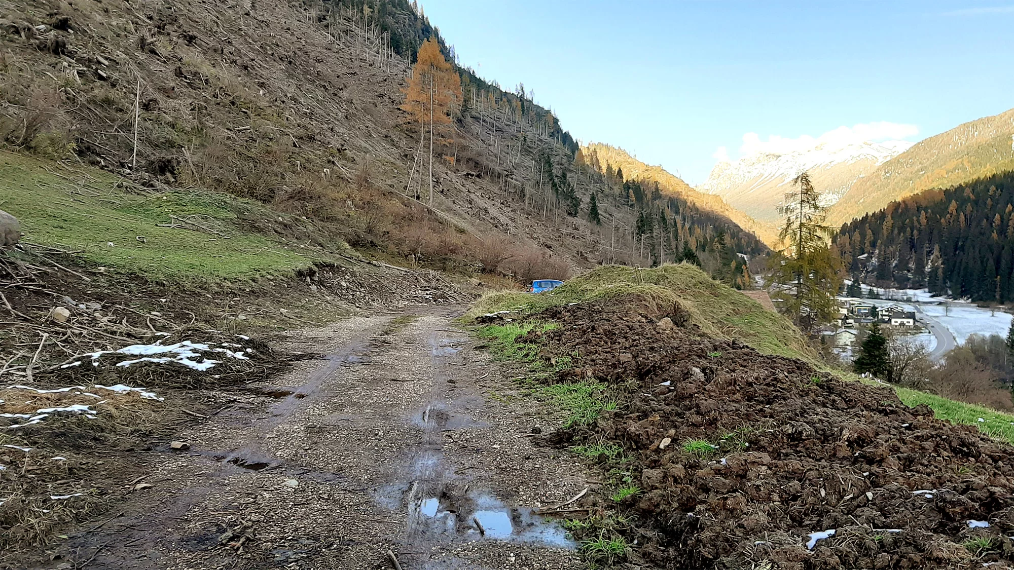 art4 08 La funzione protettiva degli schianti Predazzo loc Mezzavalle