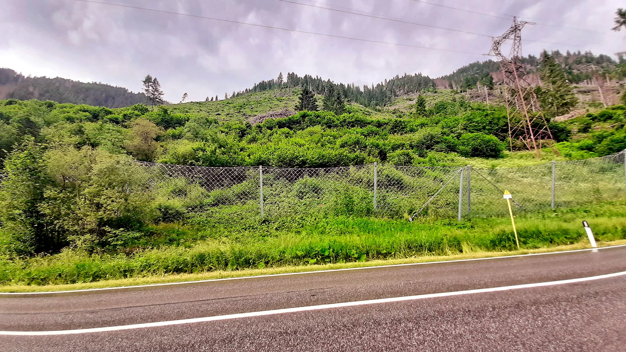 art4 09 La funzione protettiva degli schianti Predazzo loc Mezzavalle