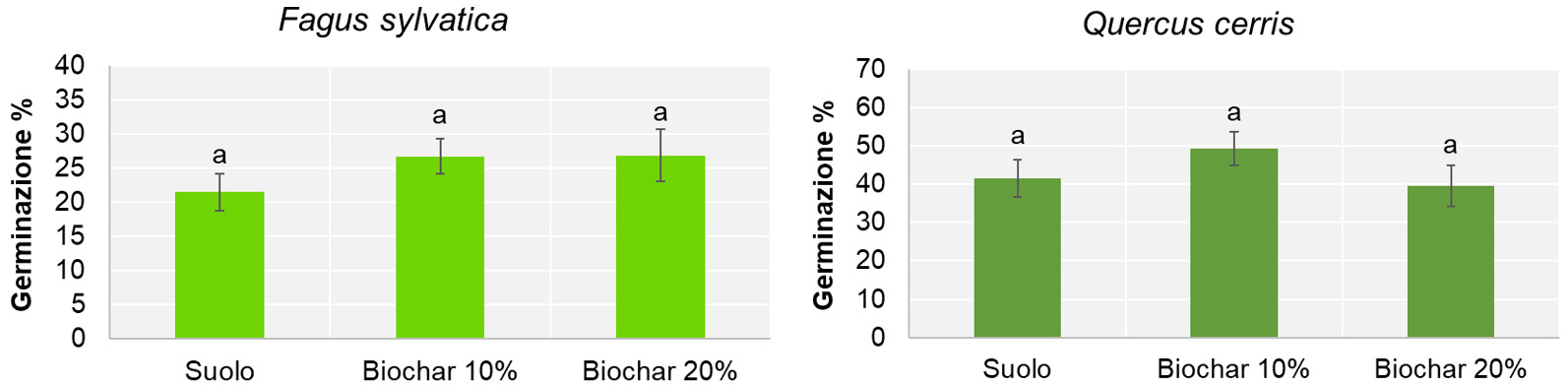 Effetti biochar sulla crescita arborea 3img
