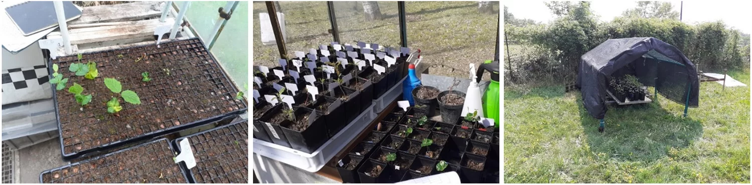 Effetti biochar sulla crescita arborea 3img