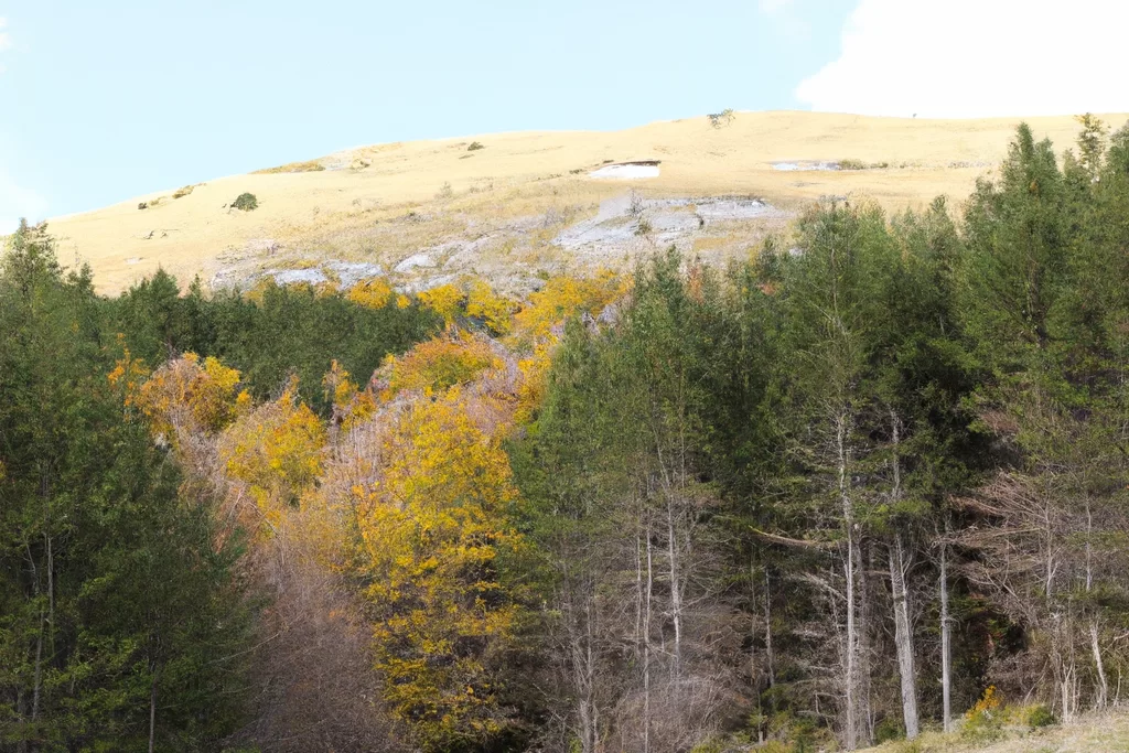 ChatGPT alle prese con Gestione Forestale Sostenibile 1