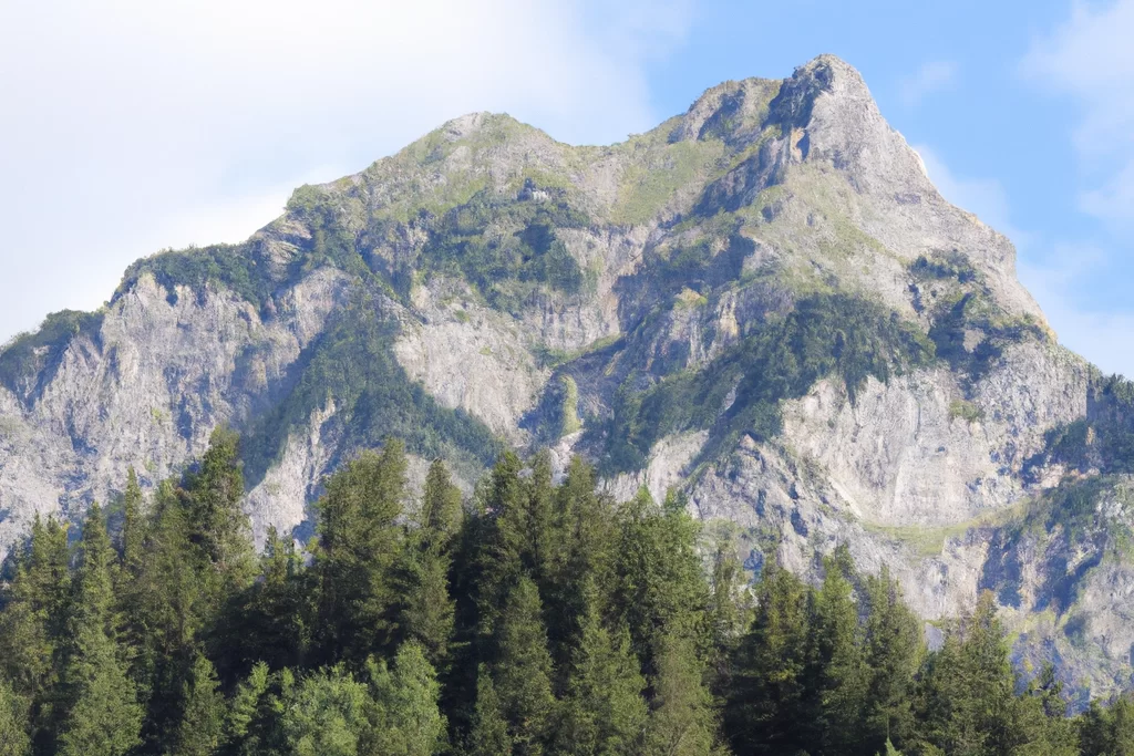 ChatGPT alle prese con Gestione Forestale Sostenibile 5