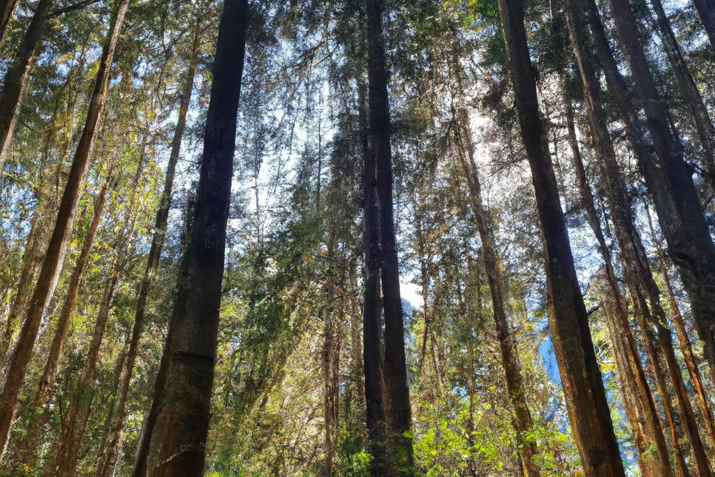 ChatGPT alle prese con Gestione Forestale Sostenibile 6