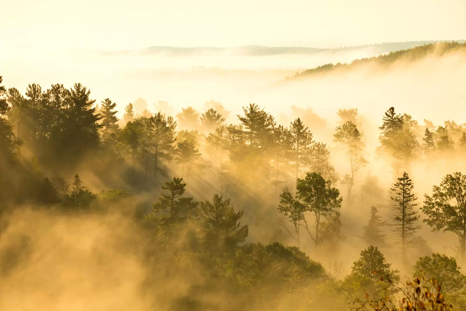 art Le foreste nel Decreto UE Carbon Removal Certification Pettenella 2