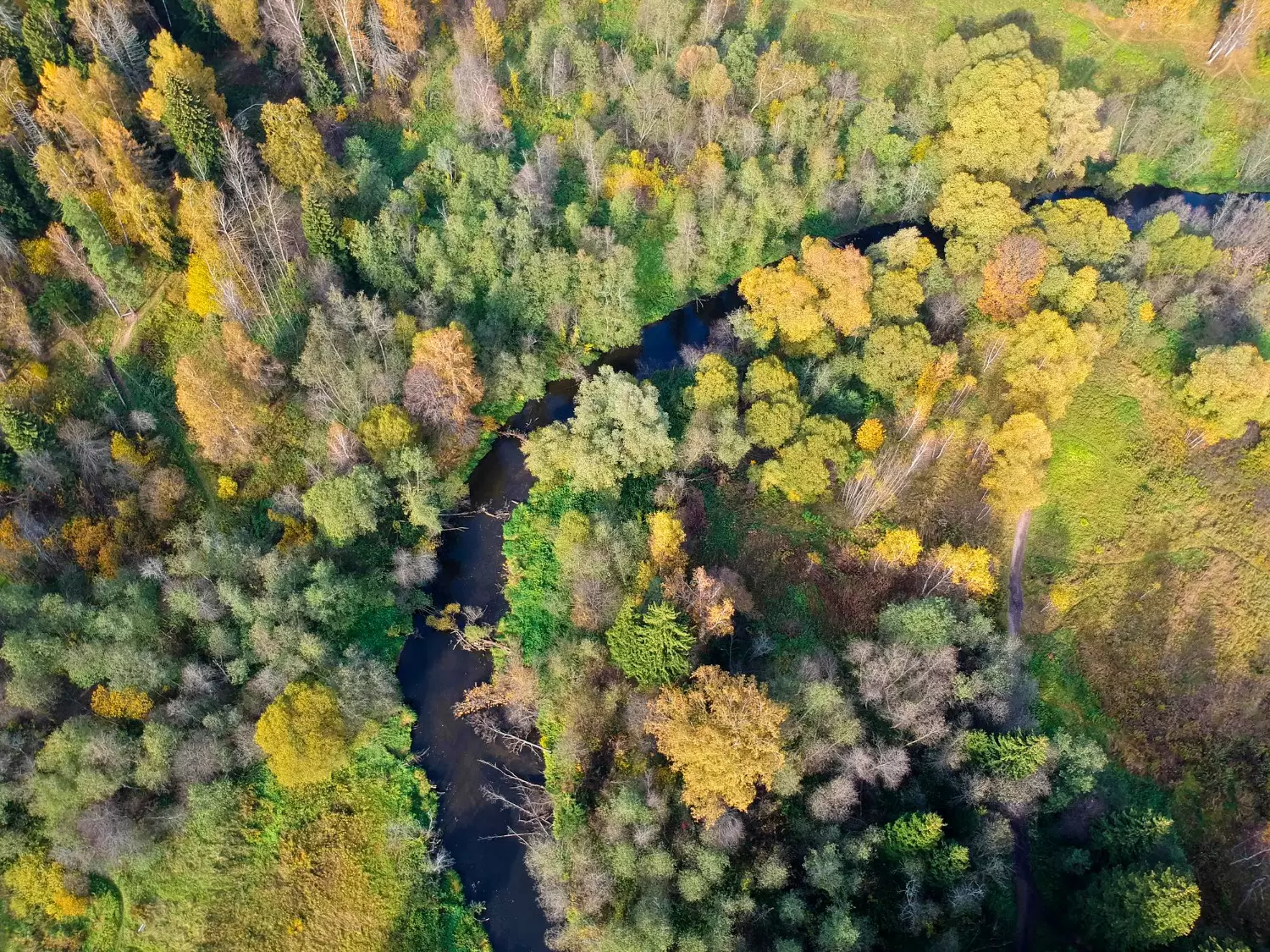 art Le foreste nel Decreto UE Carbon Removal Certification Pettenella 3
