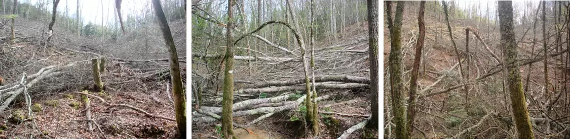 CeP Breve lettera sul ceduo 1 3