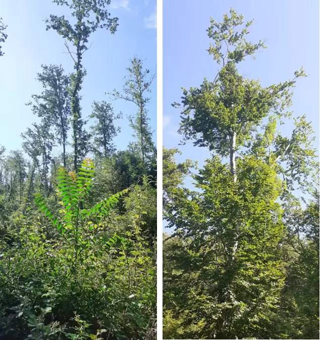 CeP Breve lettera sul ceduo 4 5