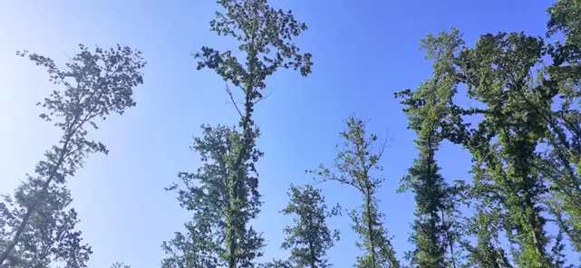 CeP Breve lettera sul ceduo 6