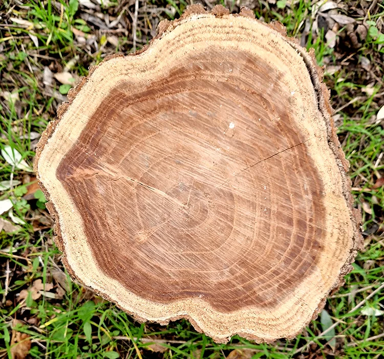 Crisi climatica e alberi