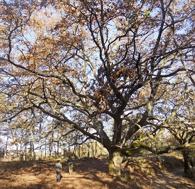 Piantare alberi contro cambiamento climatico 1