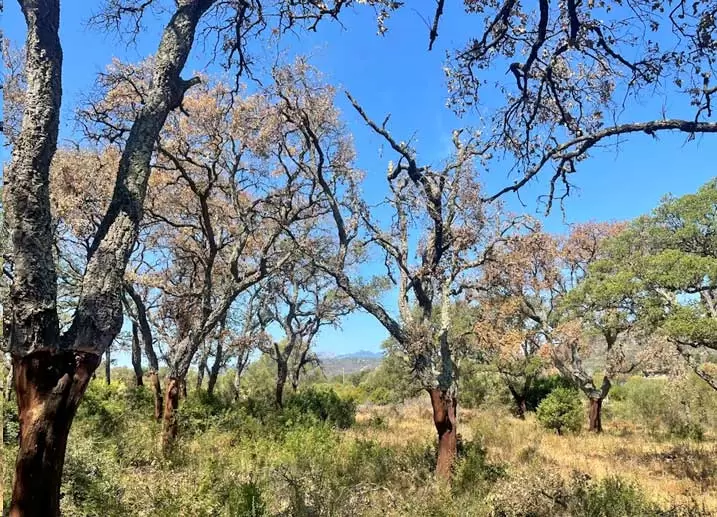 art.Emergenza ambientale in Sardegna 2