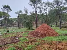 ausf Visita ai cantieri forestali 3