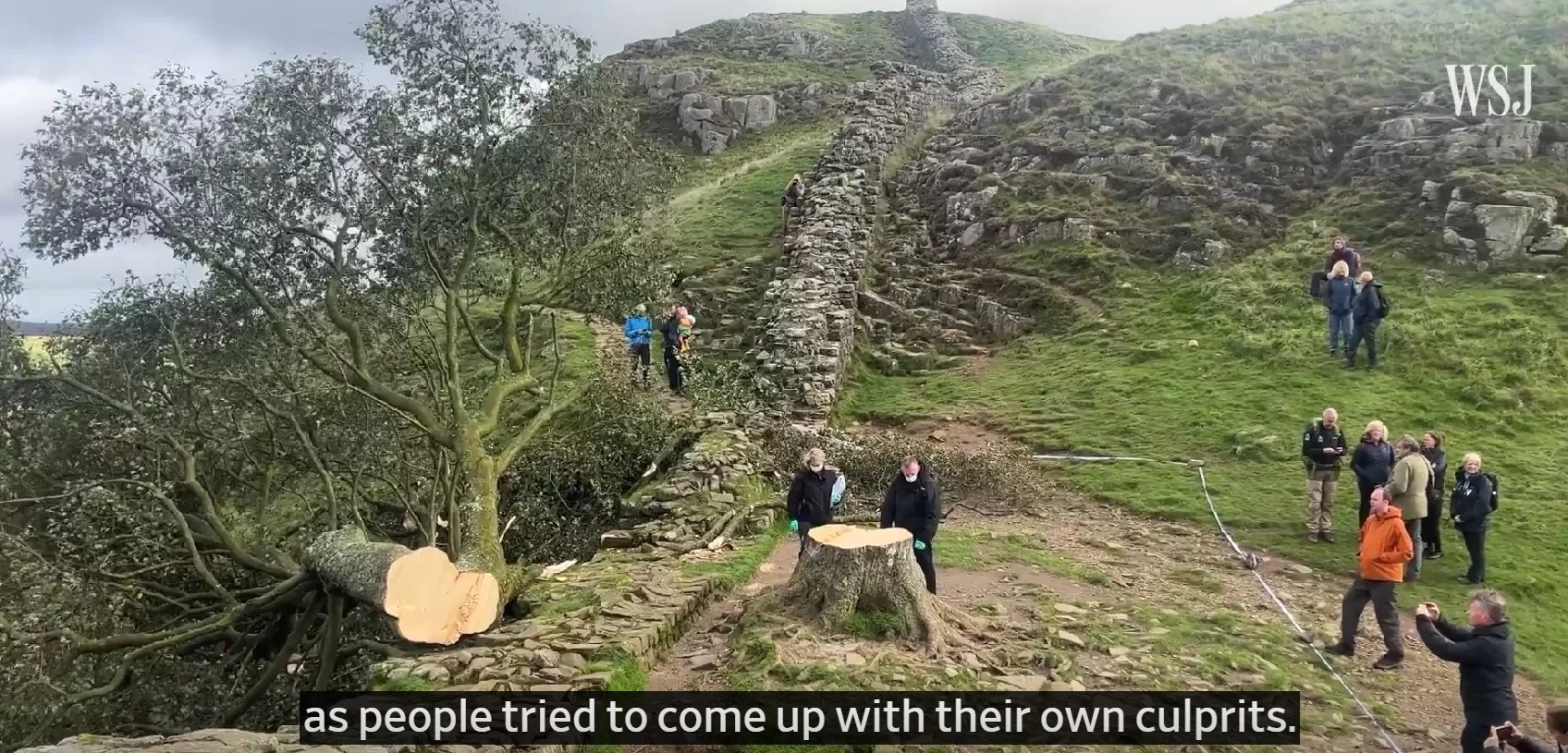 Sycamore Gap B