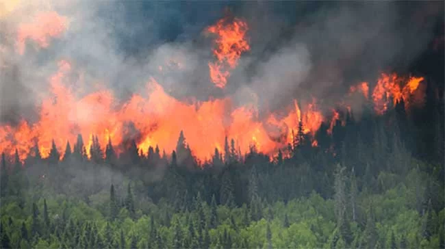 art Dal mondo degli incendi boschivi 4 inc canada