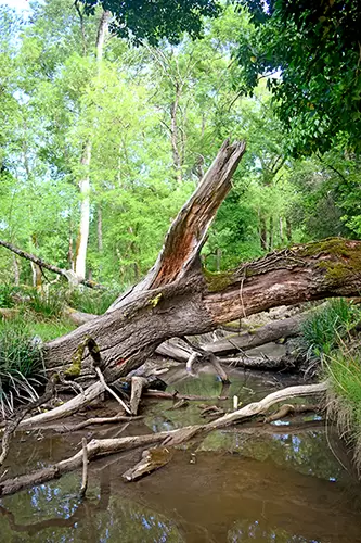 art.59 Corso Cultura Ecologia Foreste Vetuste 1