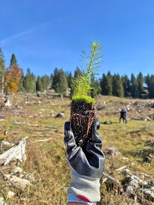 art.Due nuovi rimboschimenti 4 larice