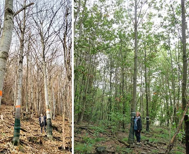 Filiera castanicoltura da legno 1e2 Paolo
