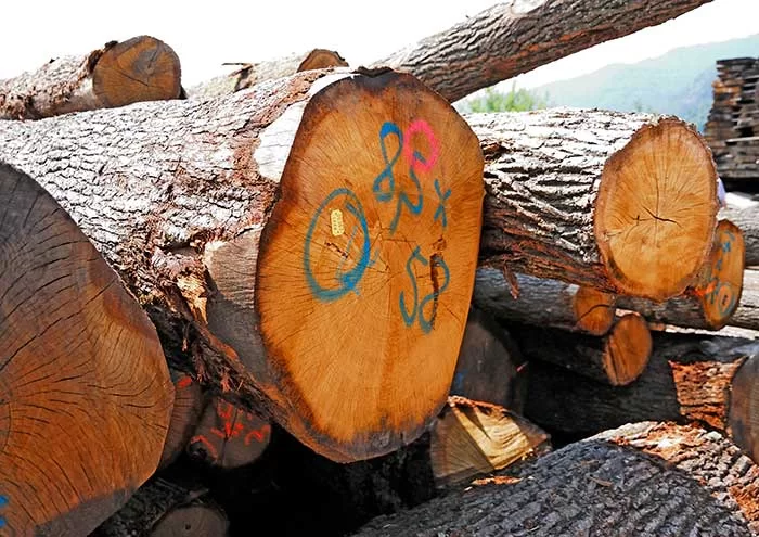 Filiera castanicoltura da legno a