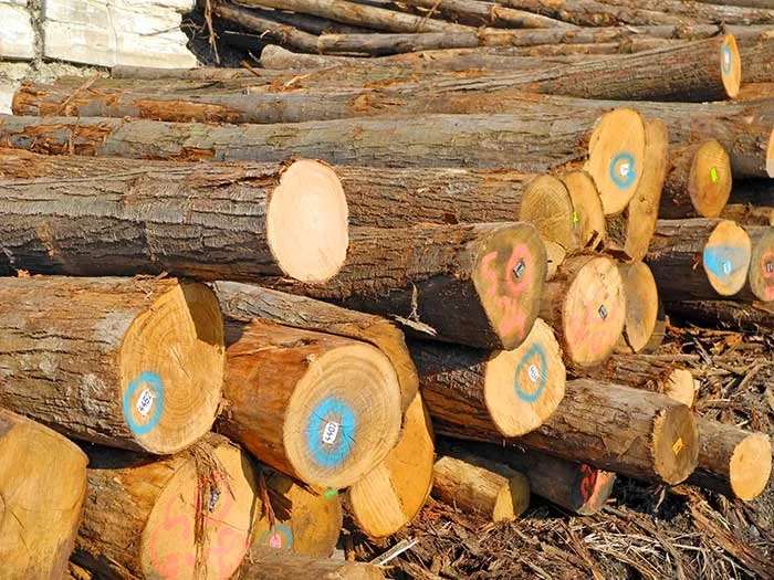 Filiera castanicoltura da legno d