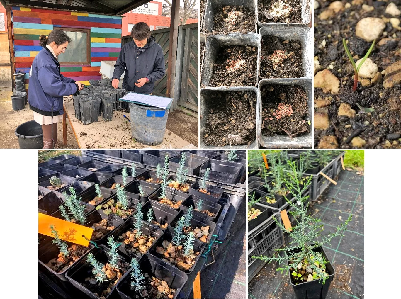 art.SOS Tarout 14 combo