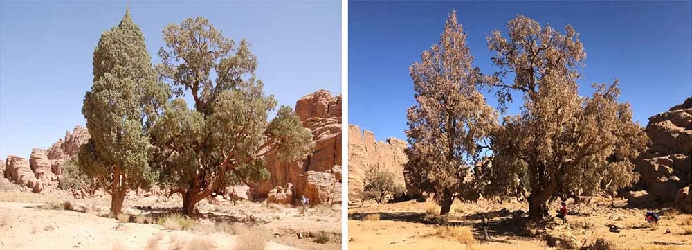 art.SOS Tarout 4 a b