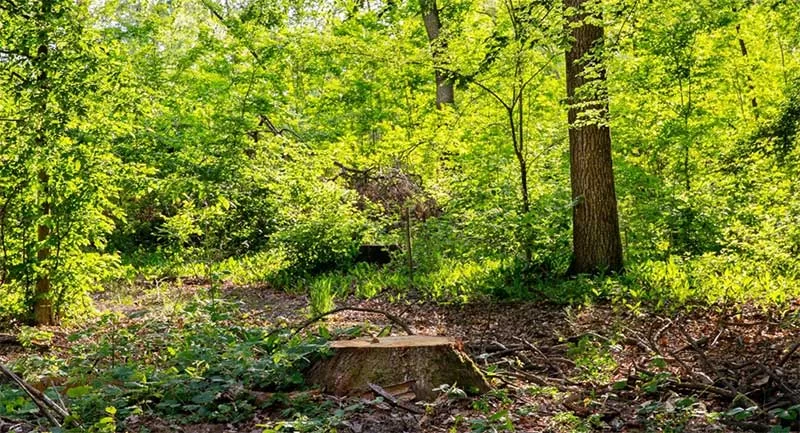 Art.FSC nuovo standard 1