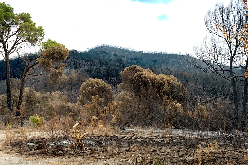 art.Incendi in Europa 2026 4