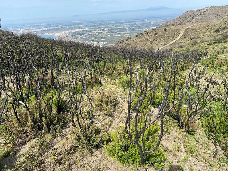 Integrated Wildfire Risk Management 3