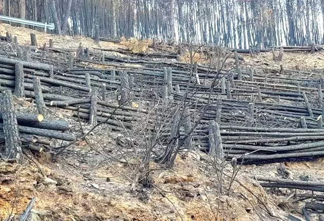 art.La gestione forestale post incendio 1