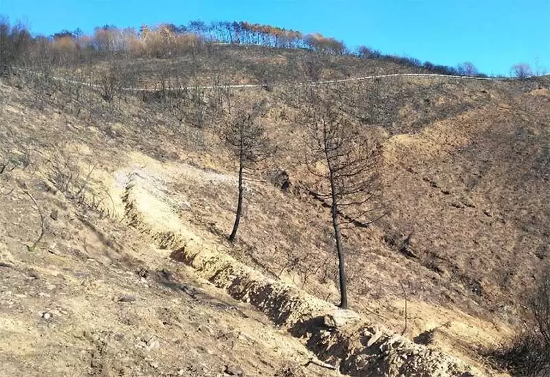 art.La gestione forestale post incendio 2
