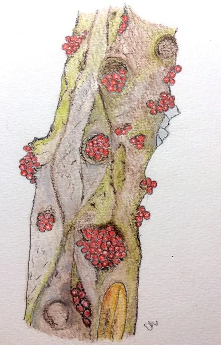 FF2 Cancro abete bianco 2