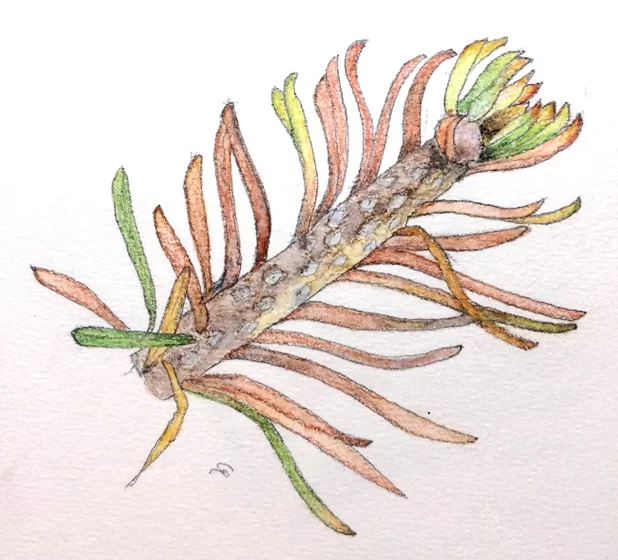 FF2 Cancro abete bianco 3