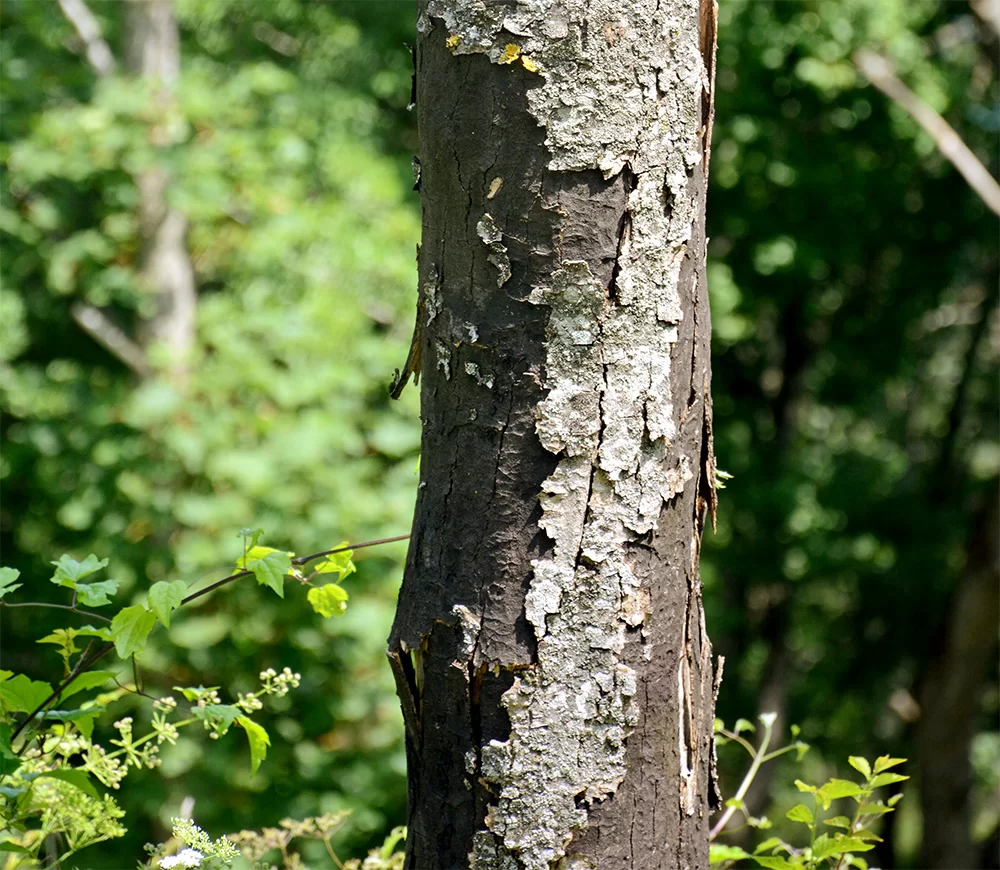 FitoFito1 cryptostroma corticale 2