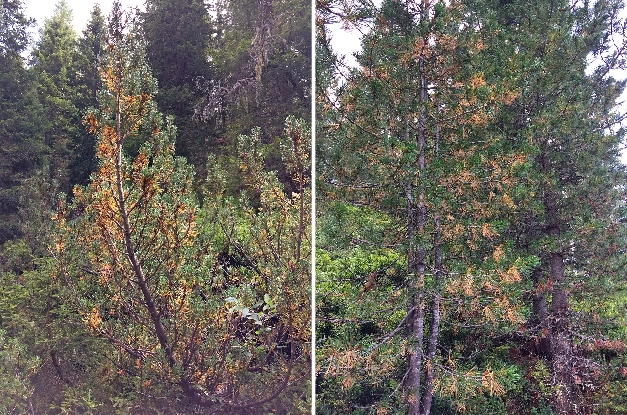 coda di leone pino cembro e pino mugo