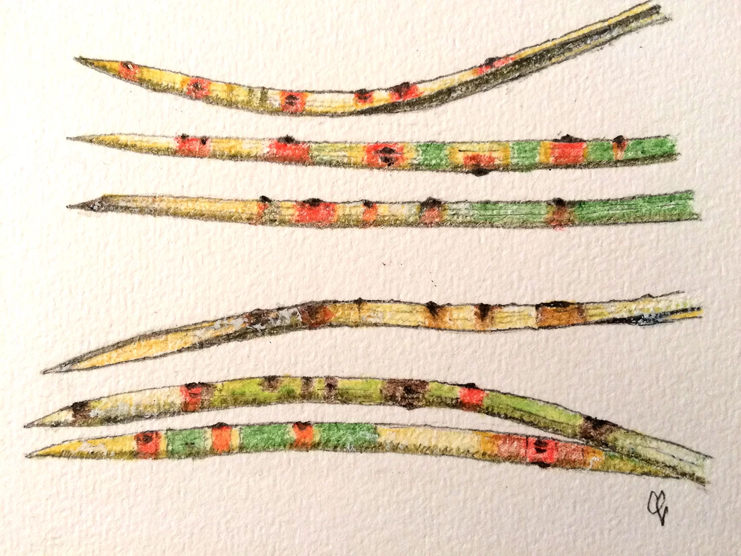 FitoFito1 cryptostroma corticale 2