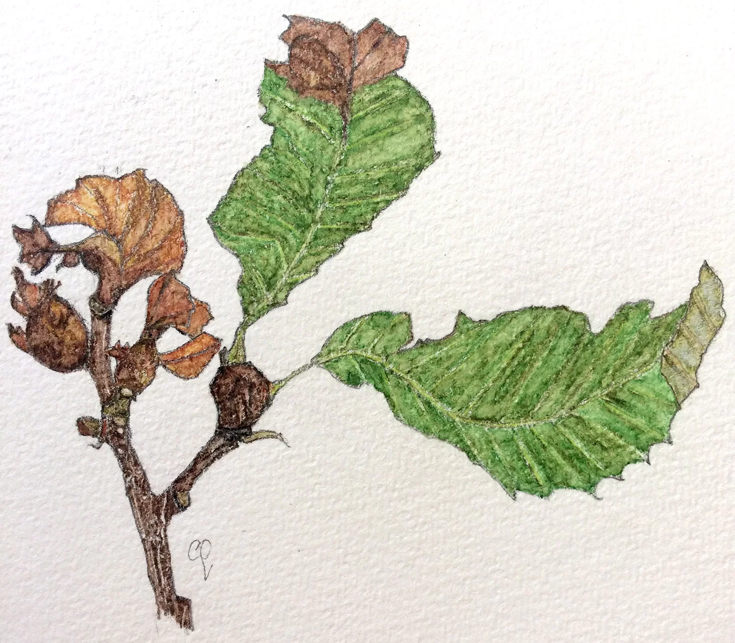 ff4 Gnomoniopsis castaneae 2