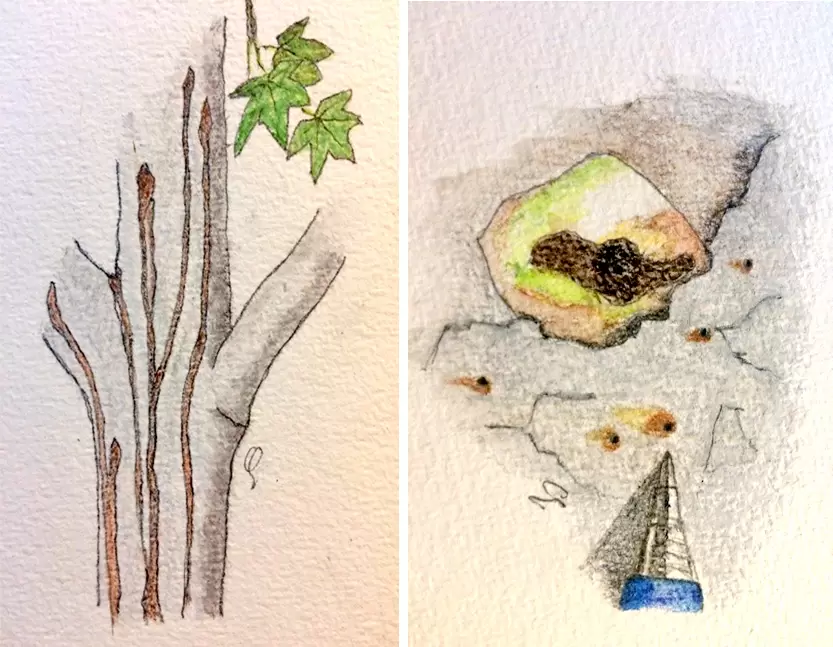 Invasive shot hole borer