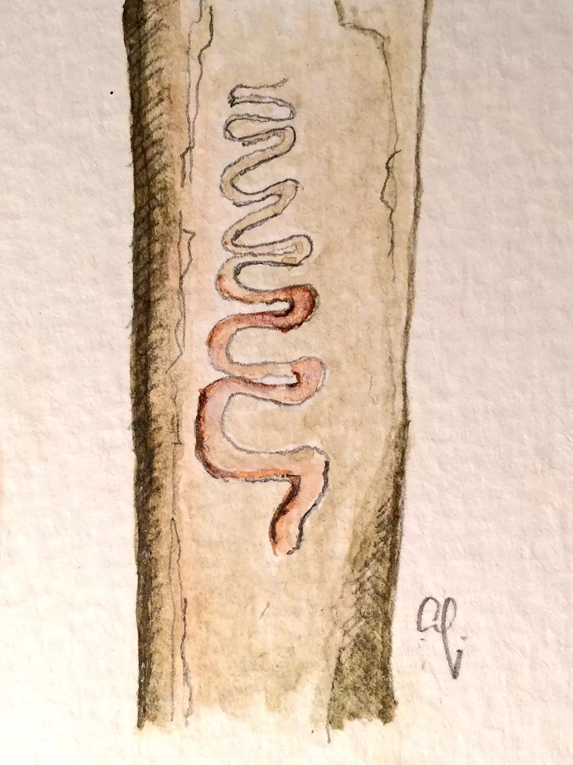 ff07 Agrilus planipennis 04