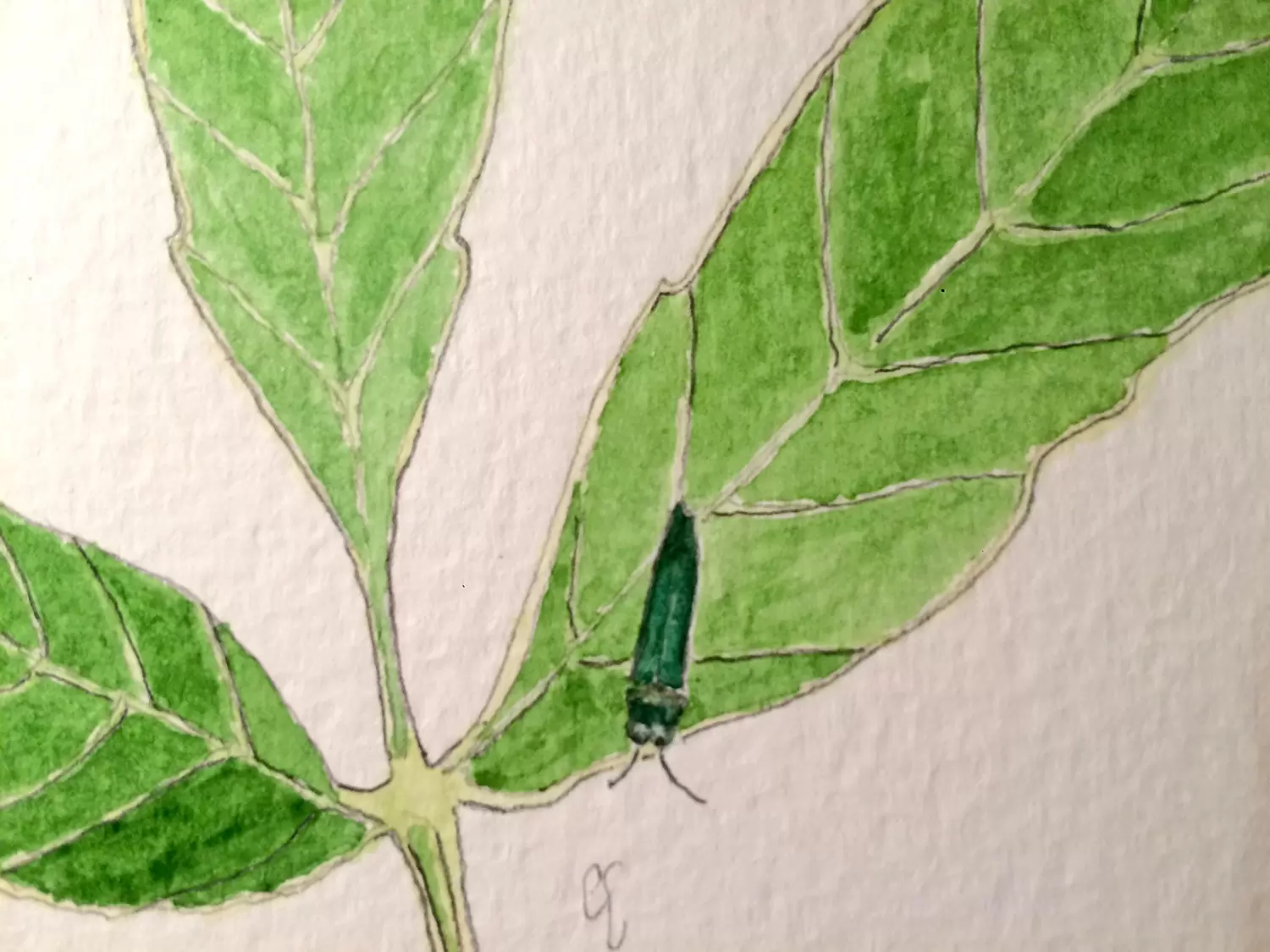 ff07 Agrilus planipennis 06