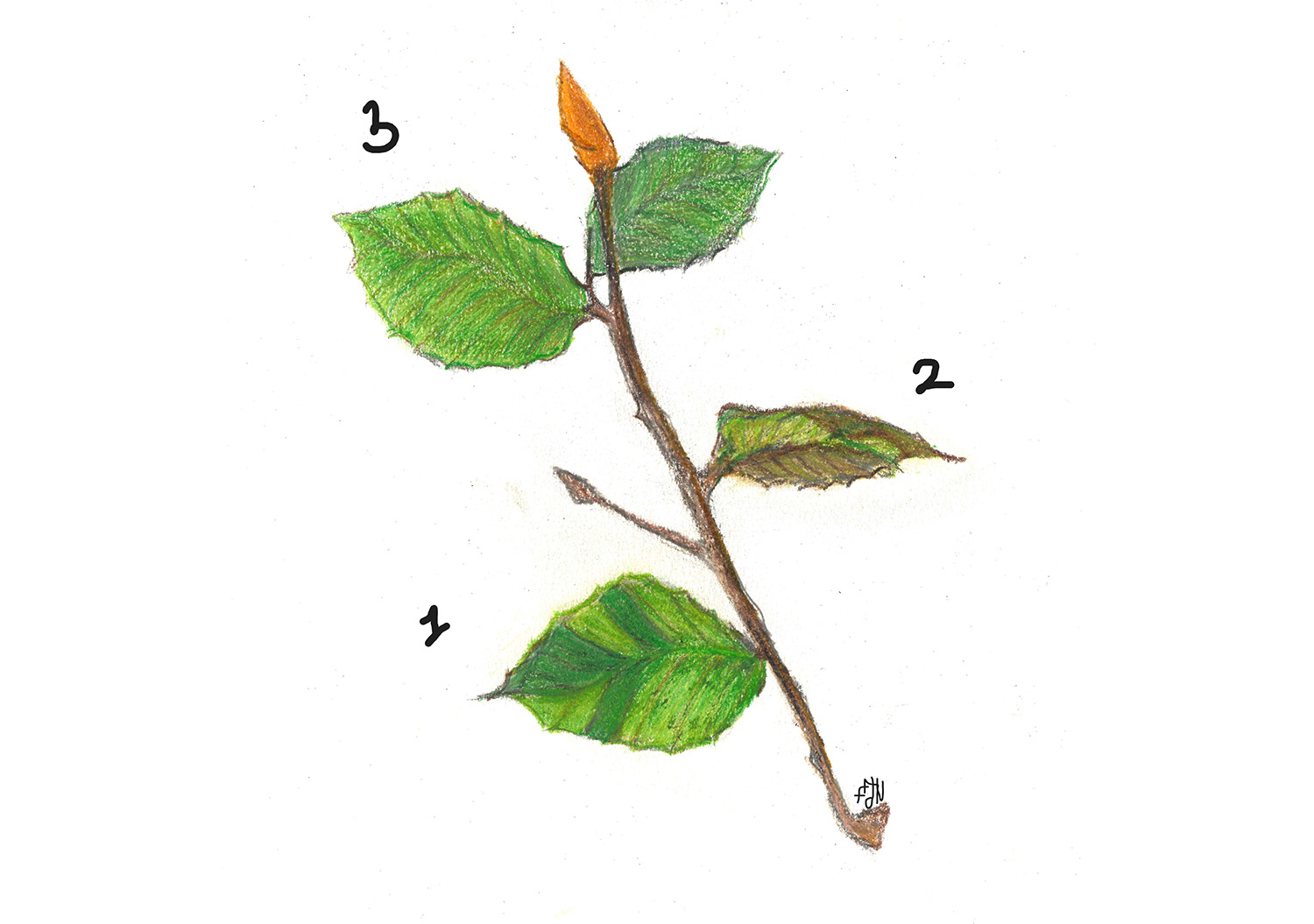 ff08 Beech leaf disease 01