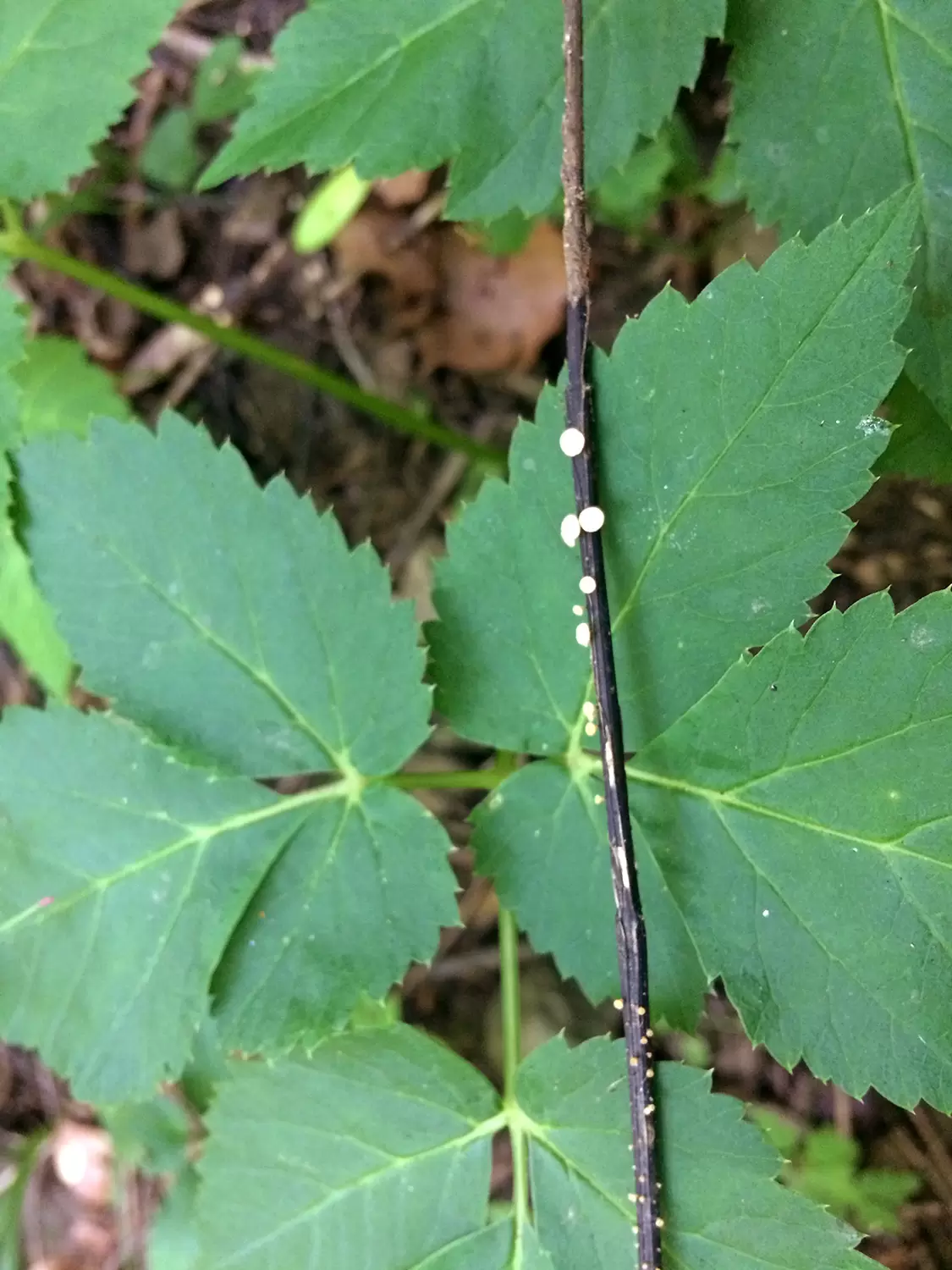 FitoFito1 cryptostroma corticale 2