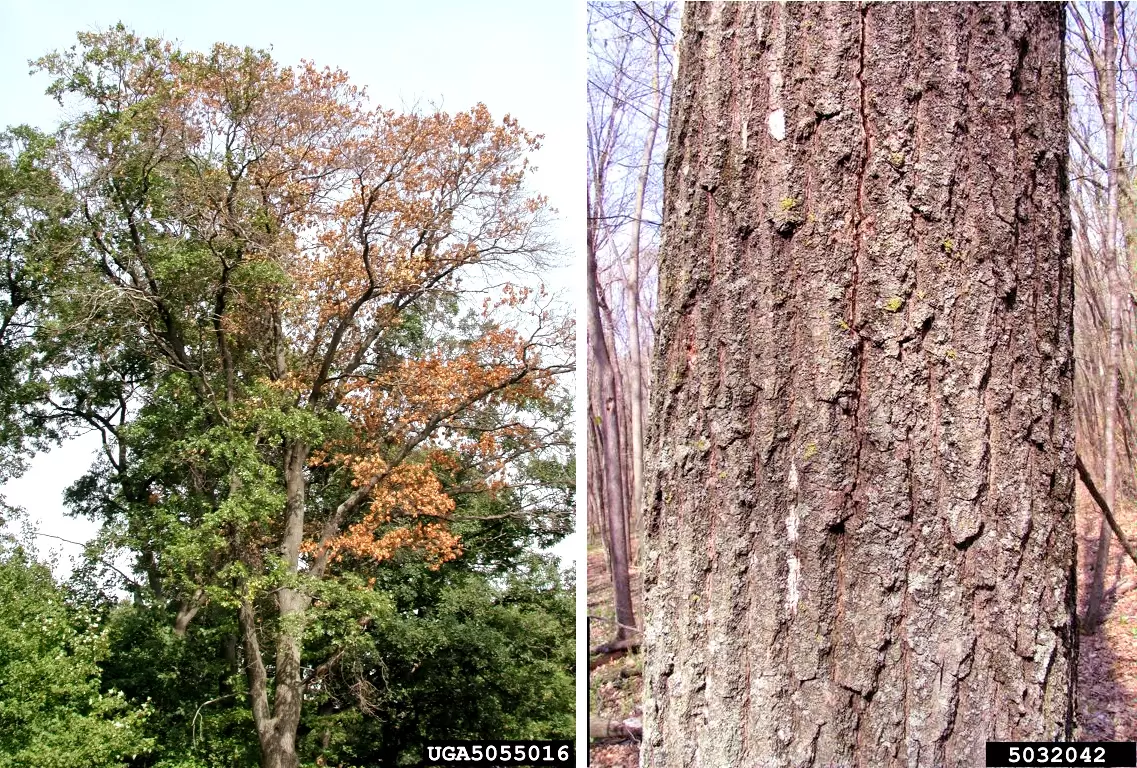 FitoFito1 cryptostroma corticale