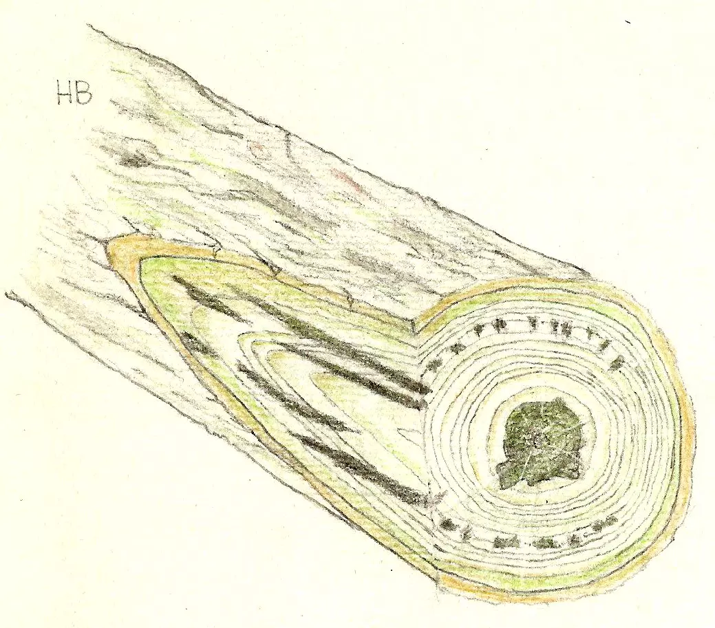 FitoFito1 cryptostroma corticale