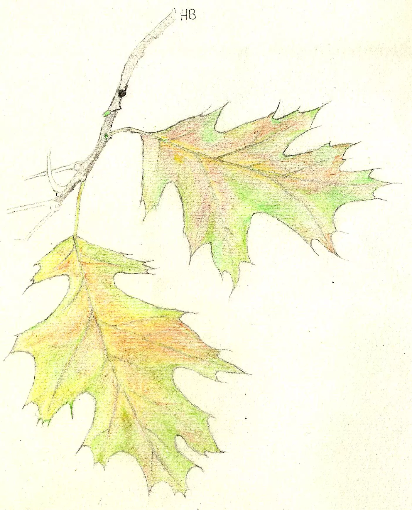 FitoFito1 cryptostroma corticale